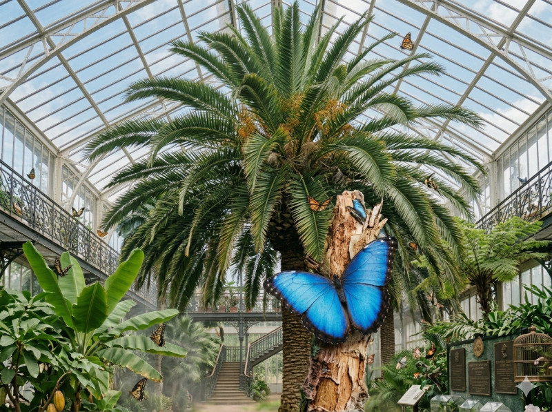 Egzotyczna atrakcja w&nbsp;Gliwicach – Palmiarnia pełna motyli